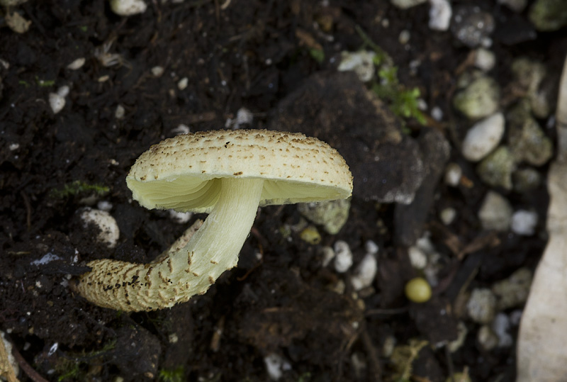 Lepiota elaiophylla